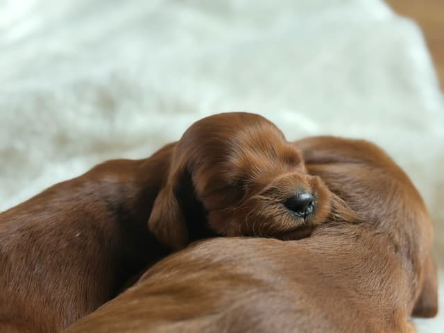 Irish Setter Puppies media 5