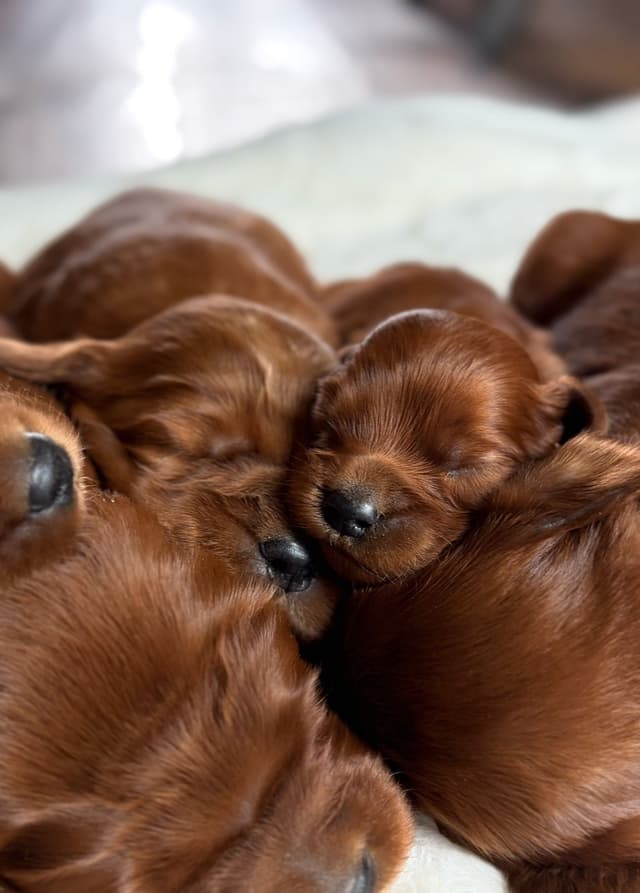 Irish Setter Puppies media 6
