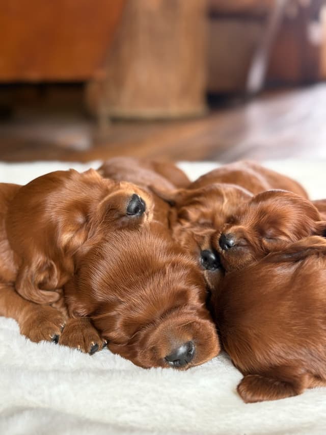 Irish Setter Puppies media 2