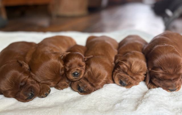 Irish Setter Puppies media 7