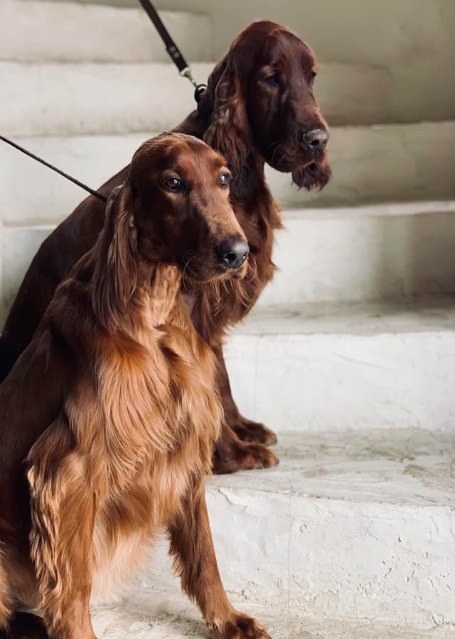 Irish Setter Puppies media 8
