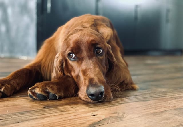 Irish Setter Puppies media 9