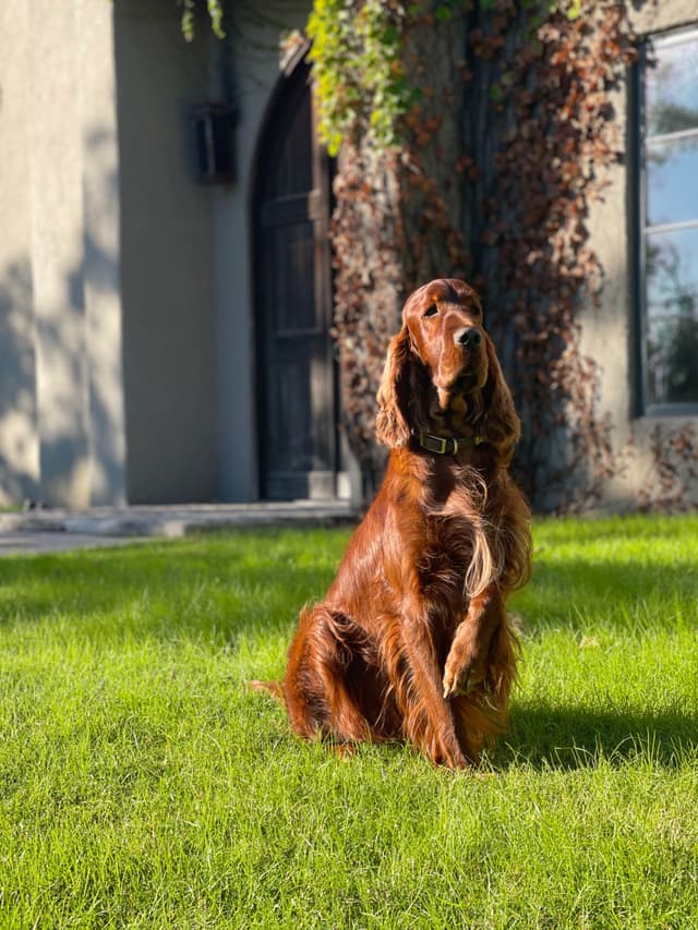 Irish Setter Puppies media 11
