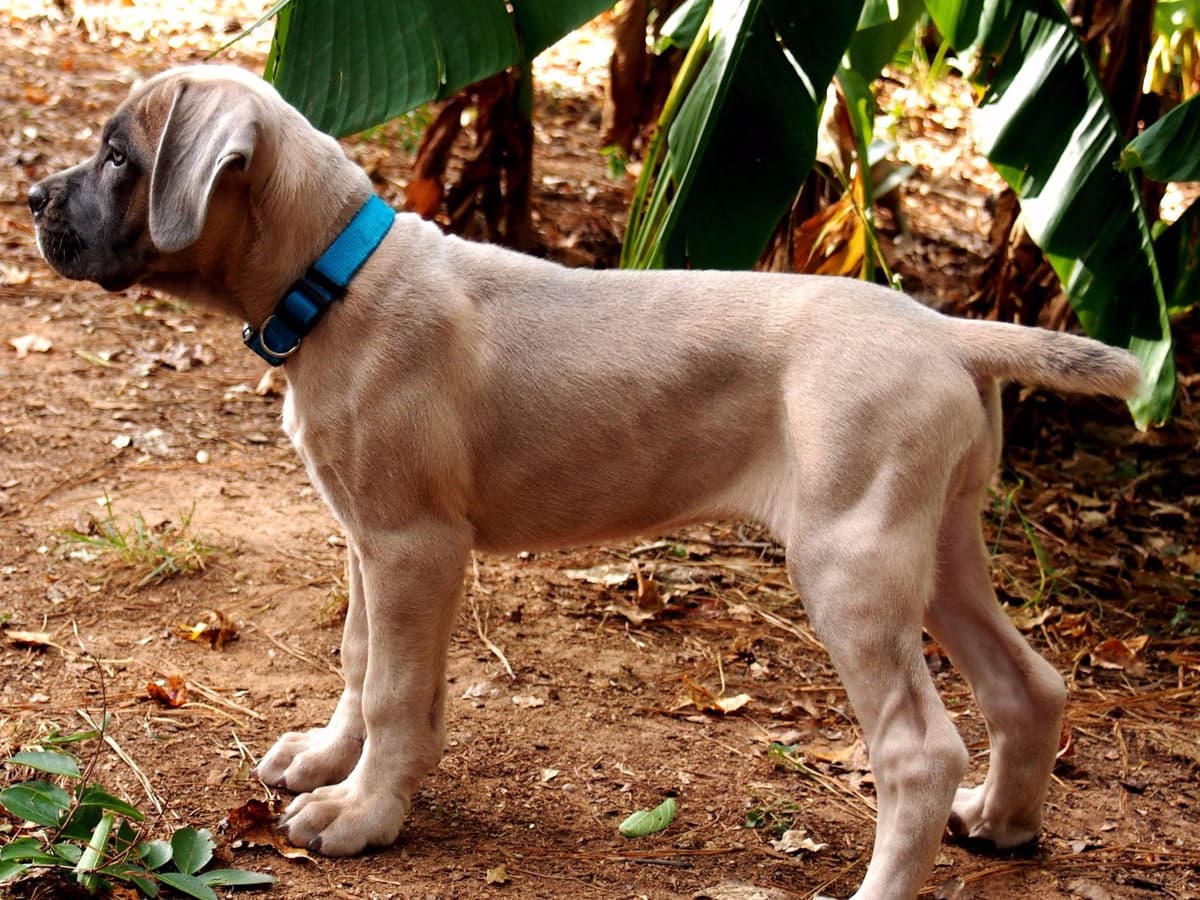 2 Year Old Male Cane Corso Obedience Trained breeder image 11