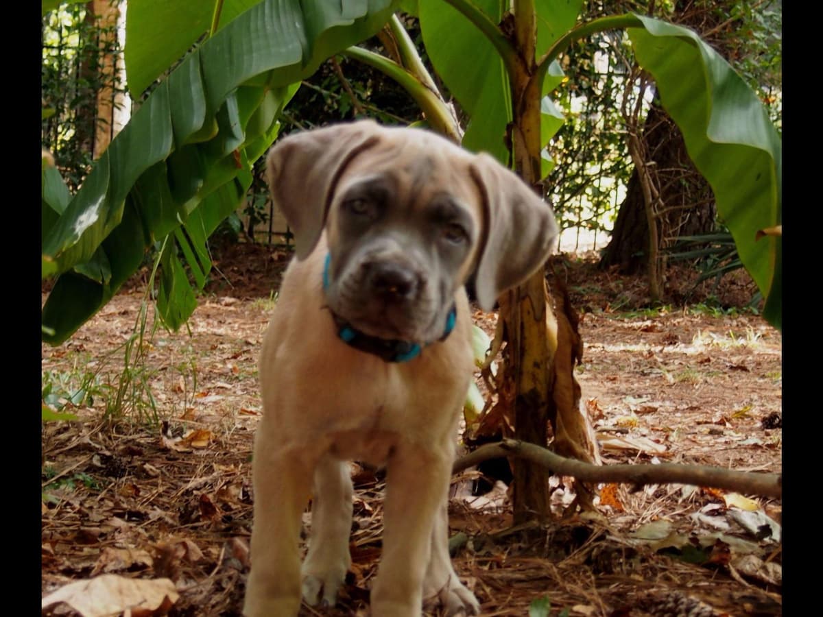 2 Year Old Male Cane Corso Obedience Trained breeder image 15