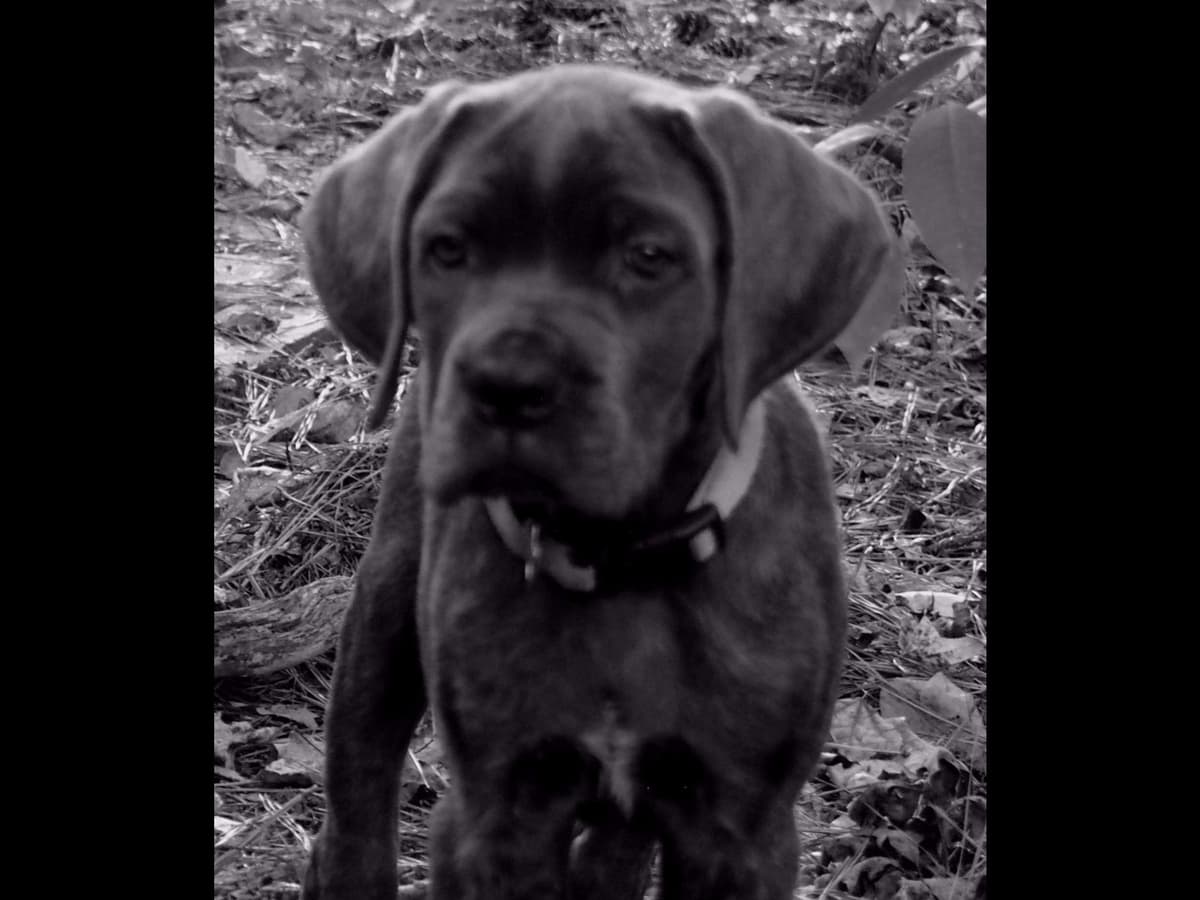 2 Year Old Male Cane Corso Obedience Trained breeder image 16
