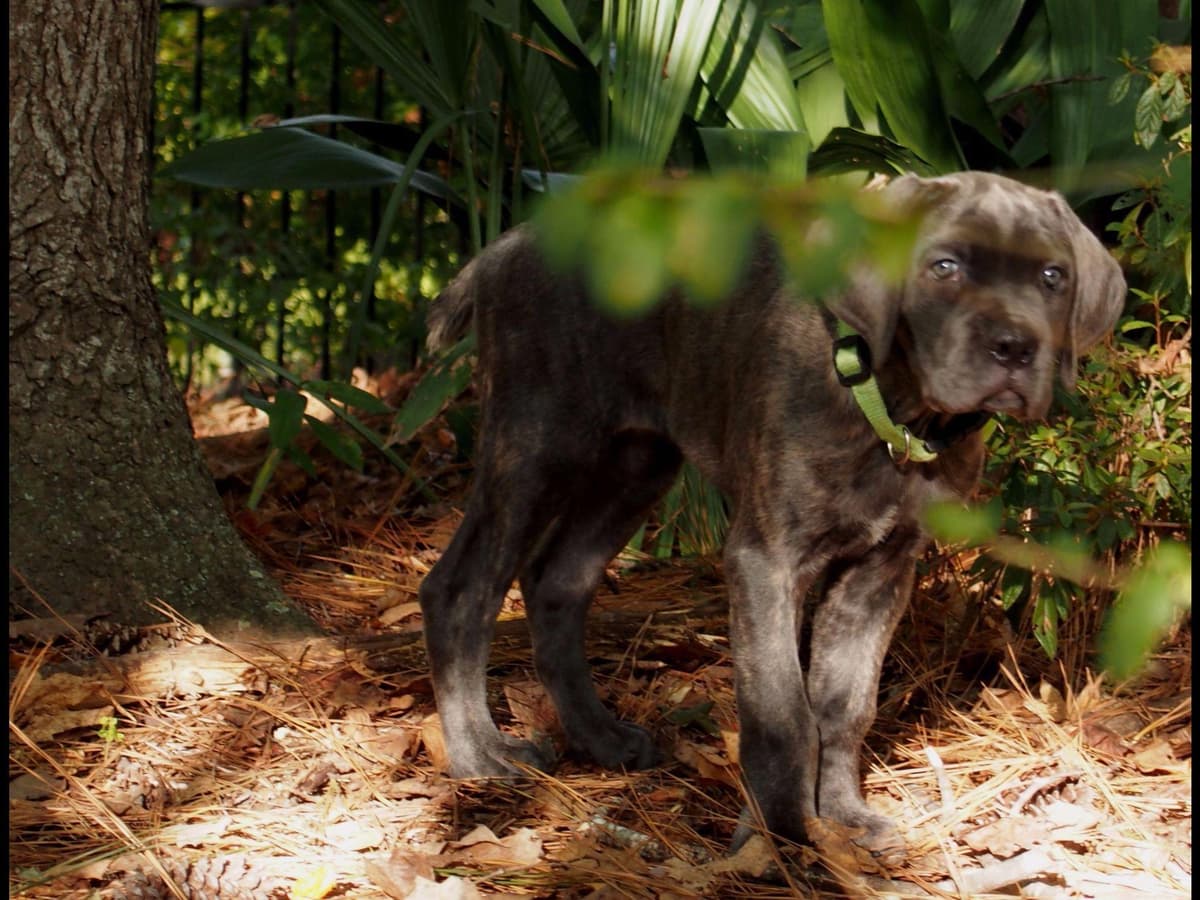 2 Year Old Male Cane Corso Obedience Trained breeder image 9