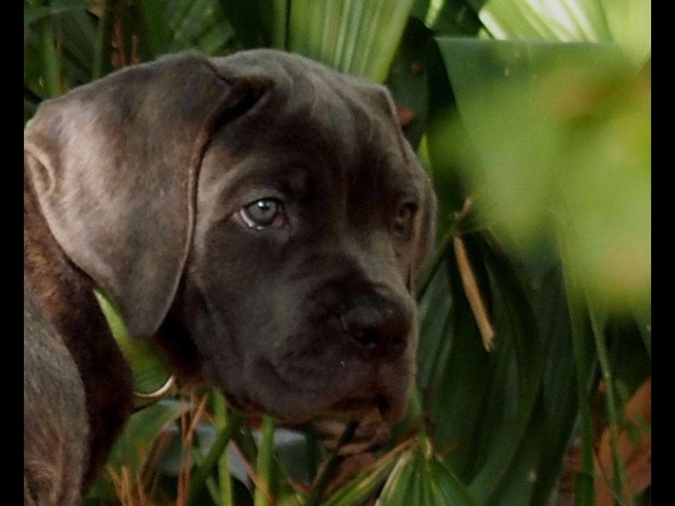 2 Year Old Male Cane Corso Obedience Trained breeder image 17