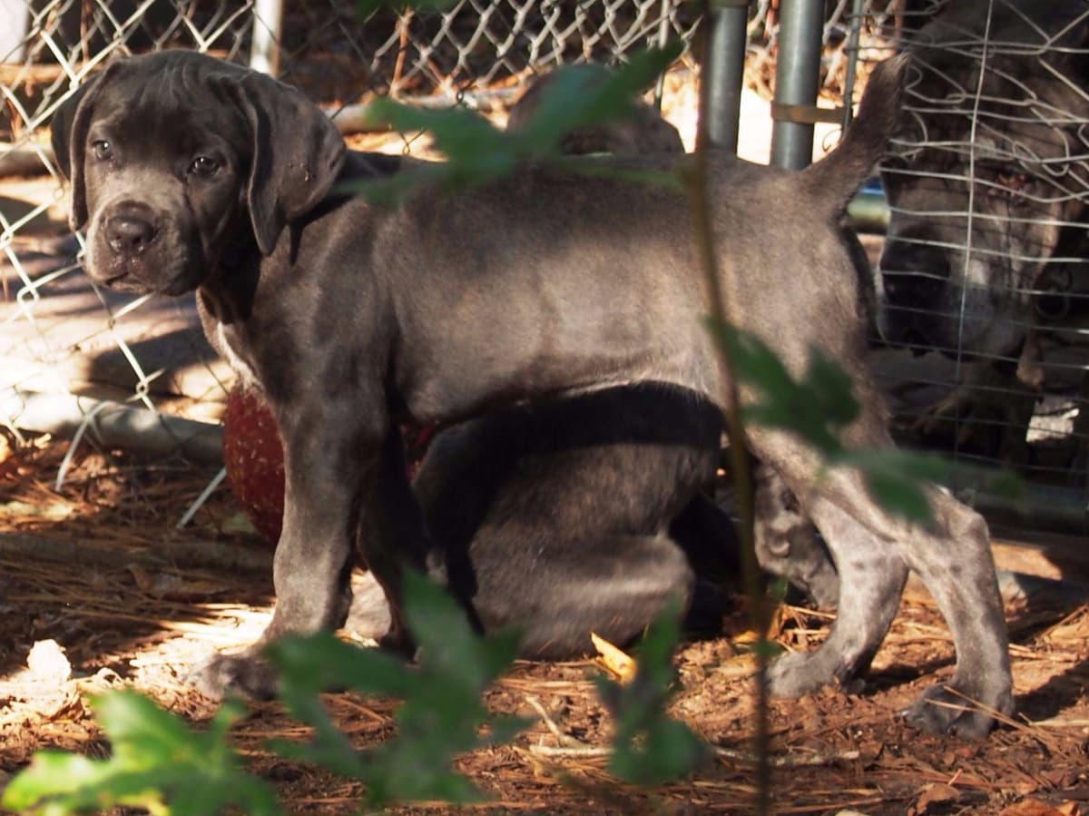 2 Year Old Male Cane Corso Obedience Trained breeder image 19