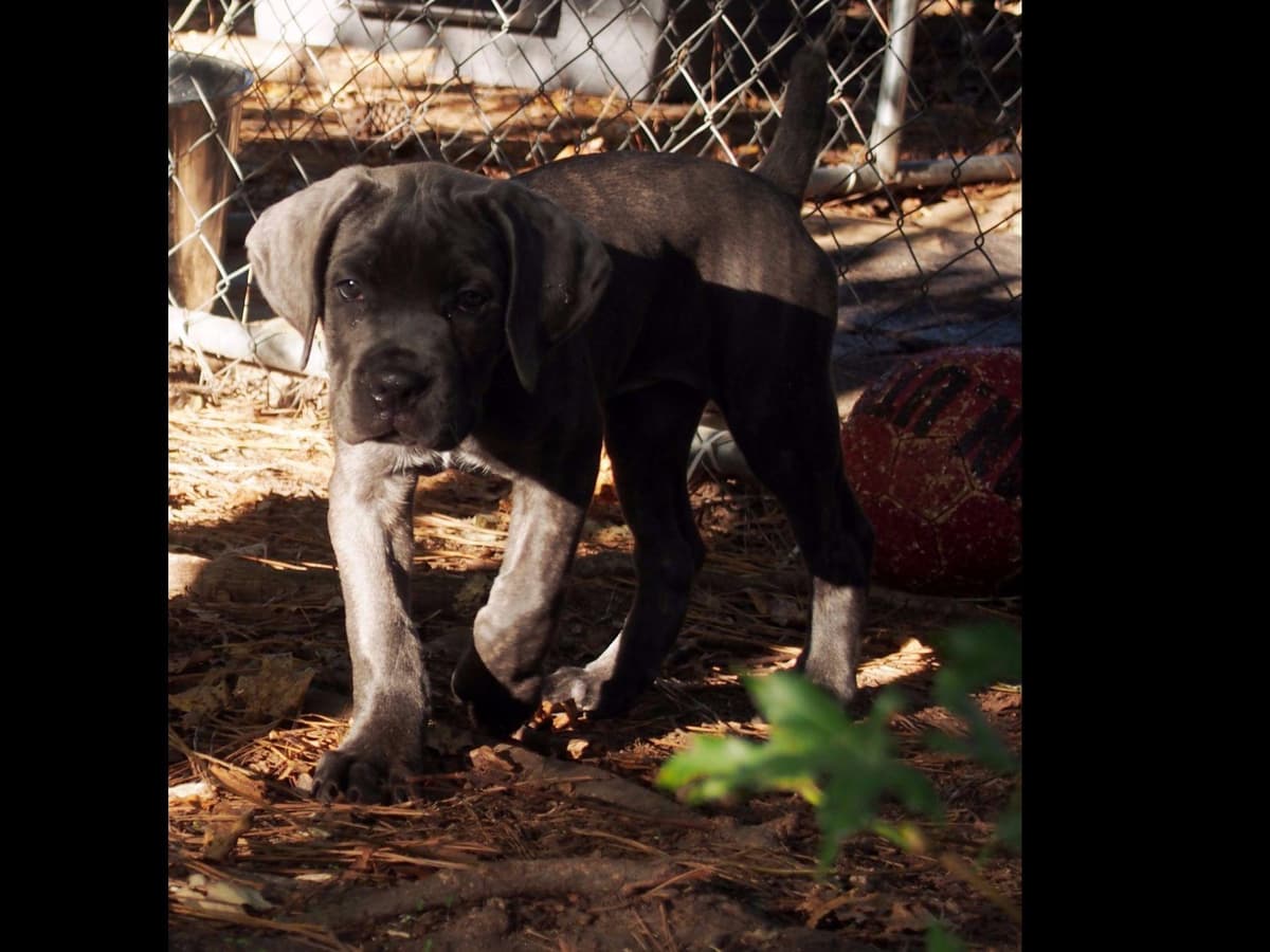 2 Year Old Male Cane Corso Obedience Trained breeder image 20