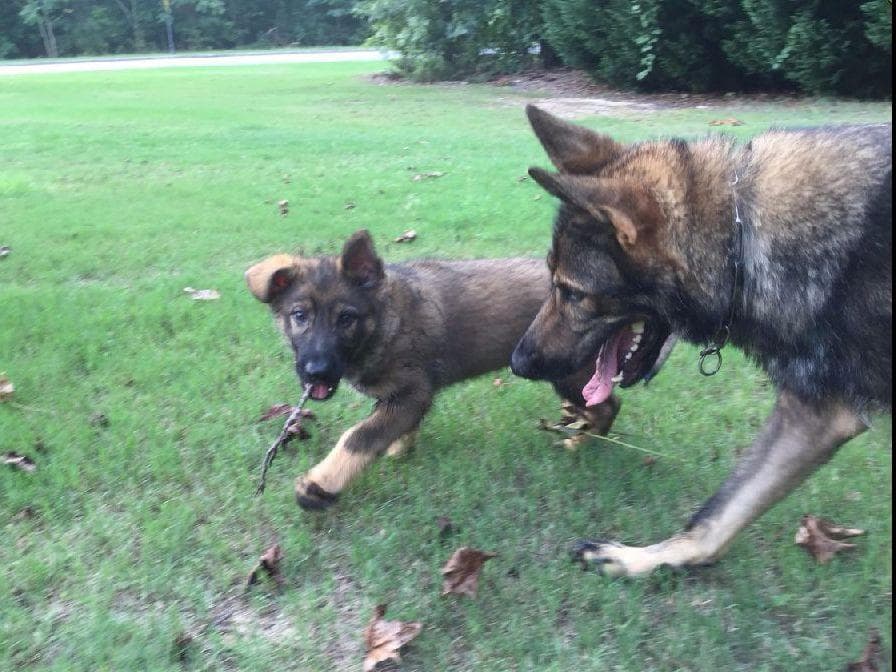 2 Year Old Male Cane Corso Obedience Trained breeder image 30