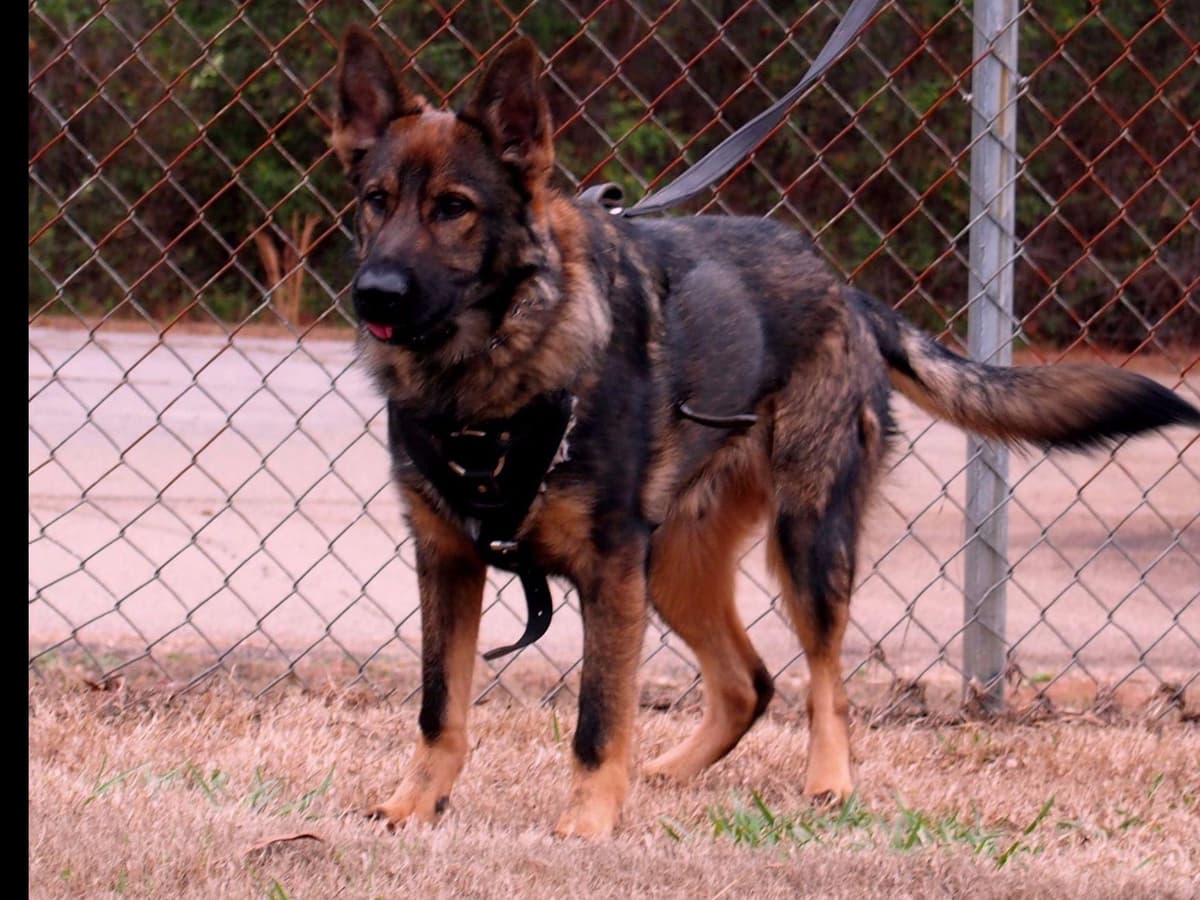 2 Year Old Male Cane Corso Obedience Trained breeder image 32