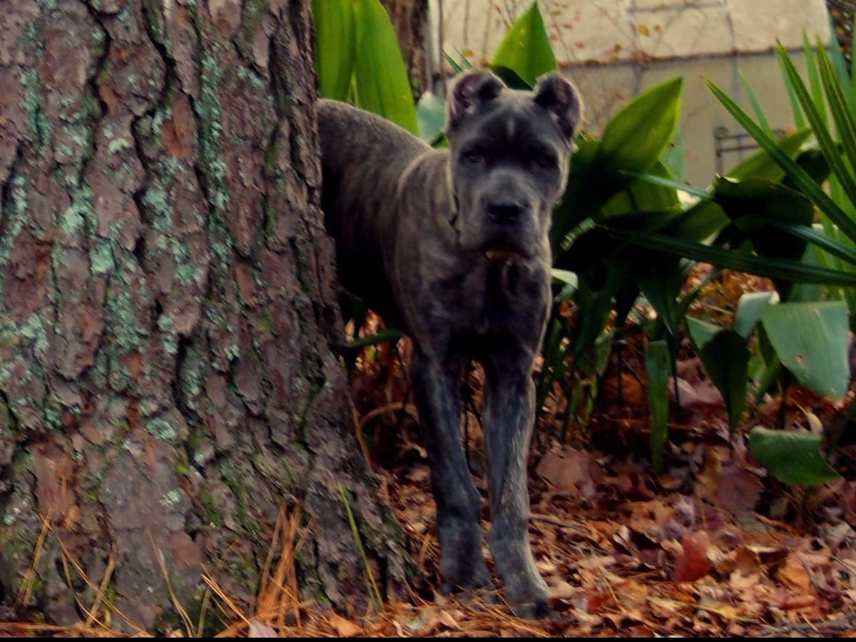 2 Year Old Male Cane Corso Obedience Trained breeder image 31