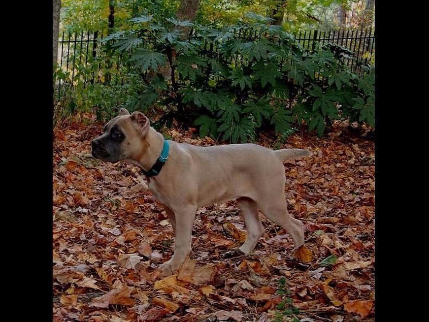 2 Year Old Male Cane Corso Obedience Trained breeder image 37