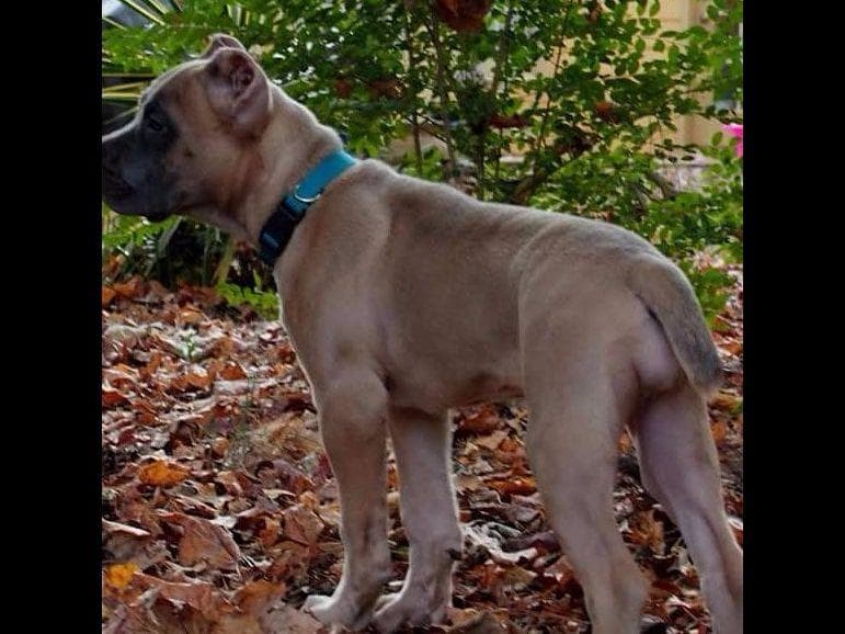 2 Year Old Male Cane Corso Obedience Trained breeder image 38