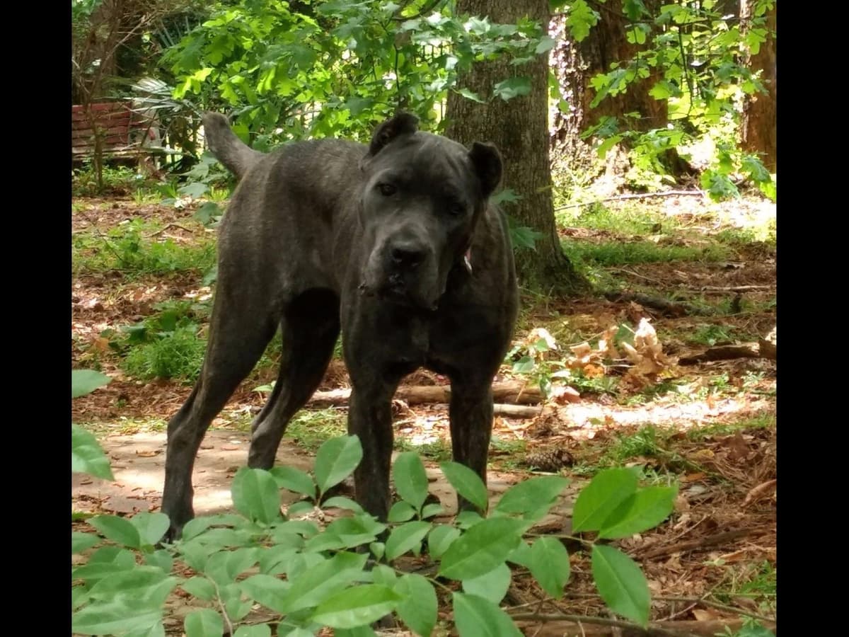 2 Year Old Male Cane Corso Obedience Trained breeder image 39