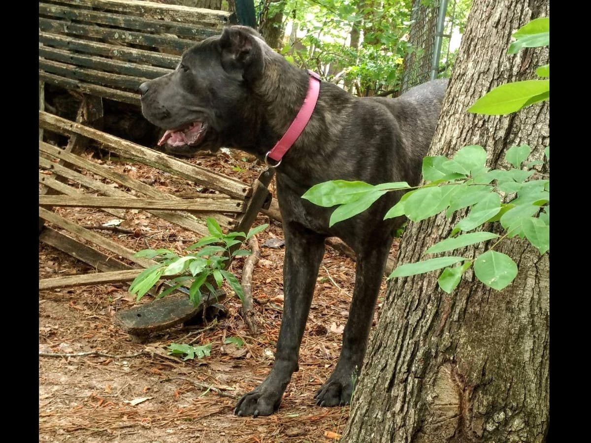 2 Year Old Male Cane Corso Obedience Trained breeder image 40