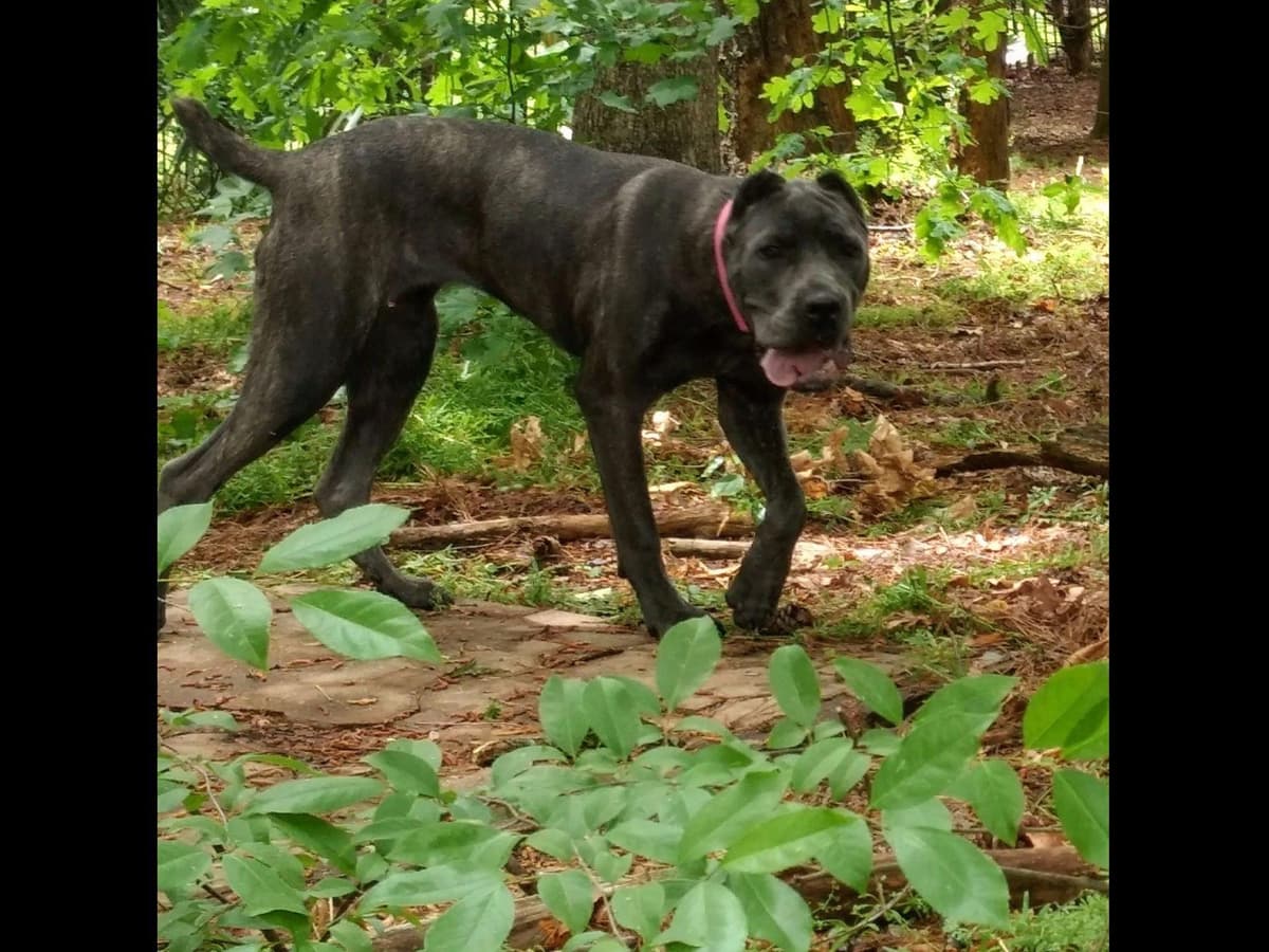 2 Year Old Male Cane Corso Obedience Trained breeder image 41