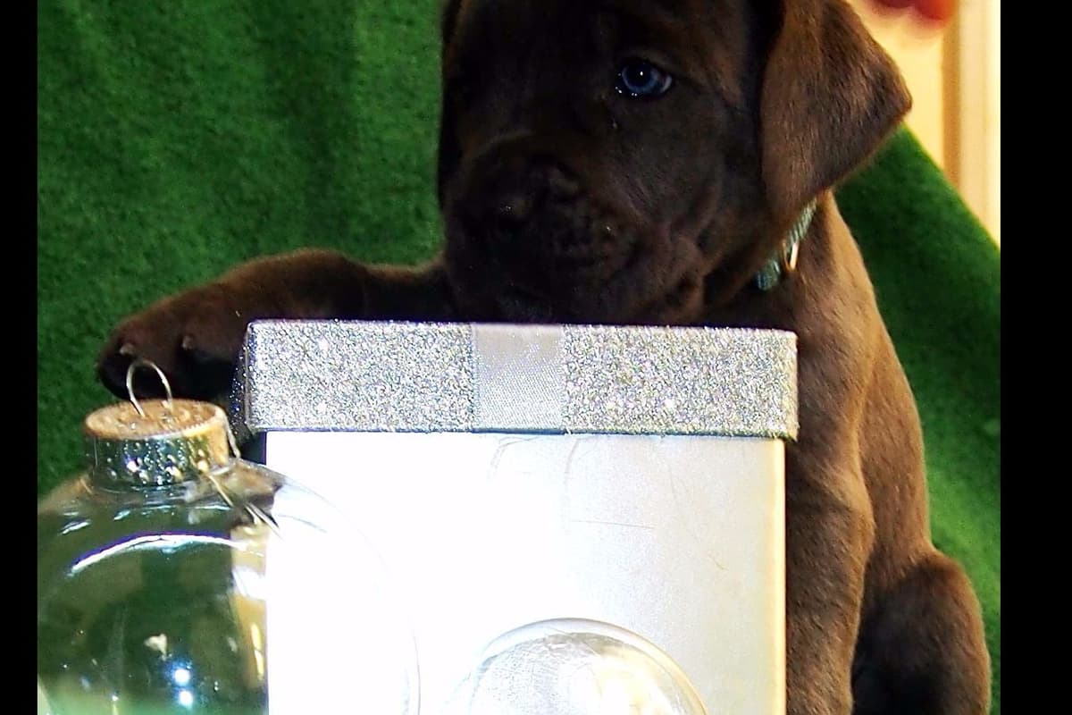 2 Year Old Male Cane Corso Obedience Trained breeder image 14