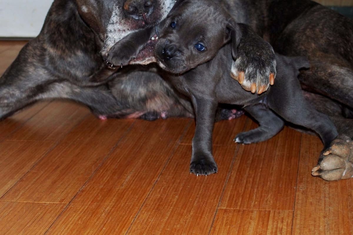 2 Year Old Male Cane Corso Obedience Trained breeder image 13