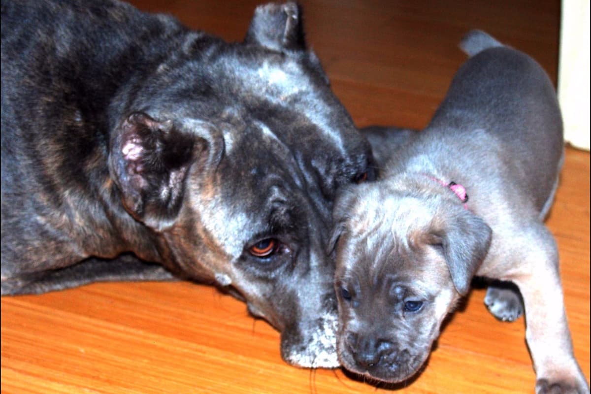 2 Year Old Male Cane Corso Obedience Trained breeder image 12