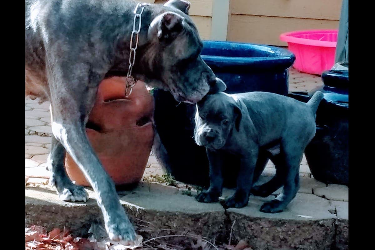 2 Year Old Male Cane Corso Obedience Trained breeder image 3