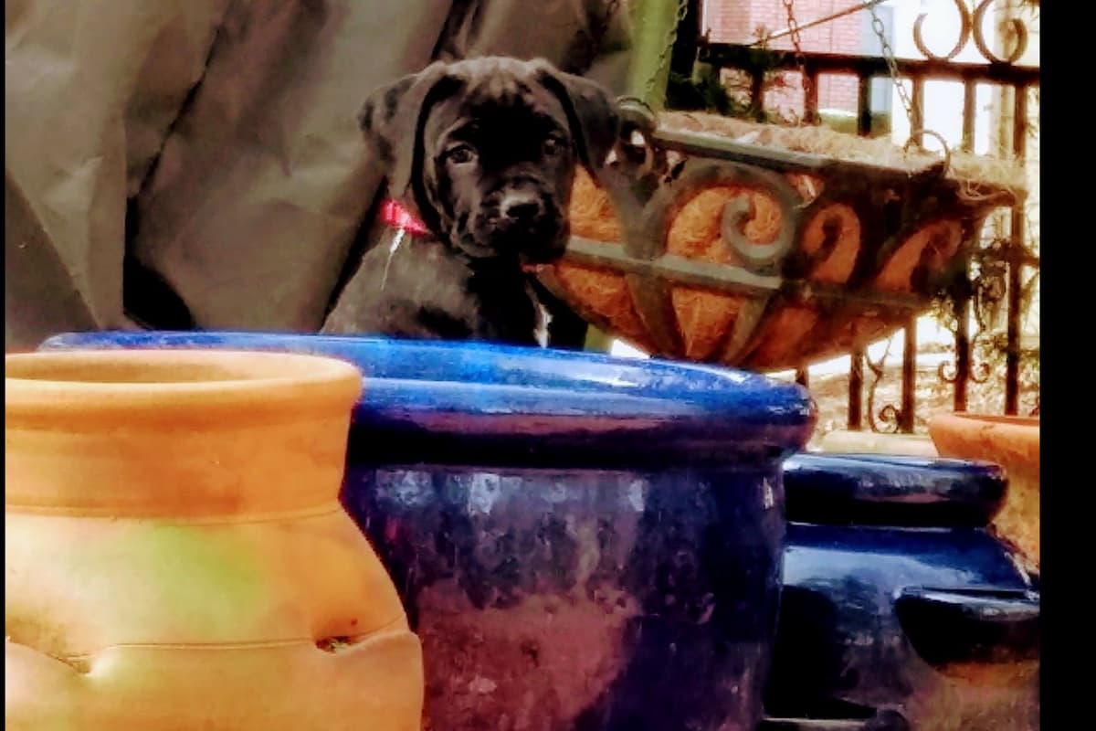 2 Year Old Male Cane Corso Obedience Trained breeder image 4