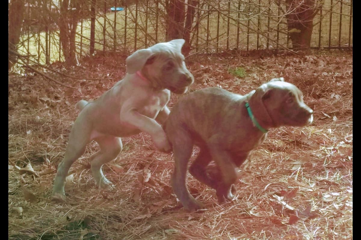 2 Year Old Male Cane Corso Obedience Trained breeder image 10