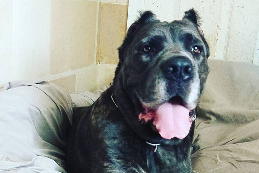 2 Year Old Male Cane Corso Obedience Trained breeder image 36