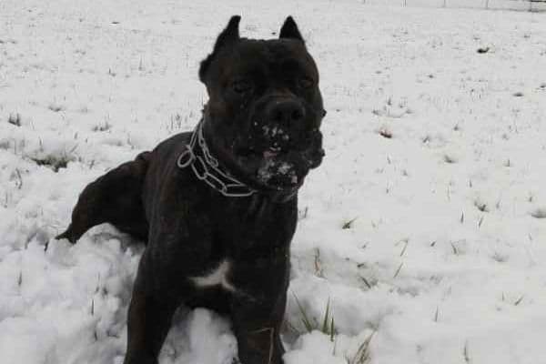 2 Year Old Male Cane Corso Obedience Trained breeder image 6