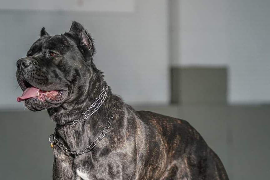 2 Year Old Male Cane Corso Obedience Trained breeder image 1