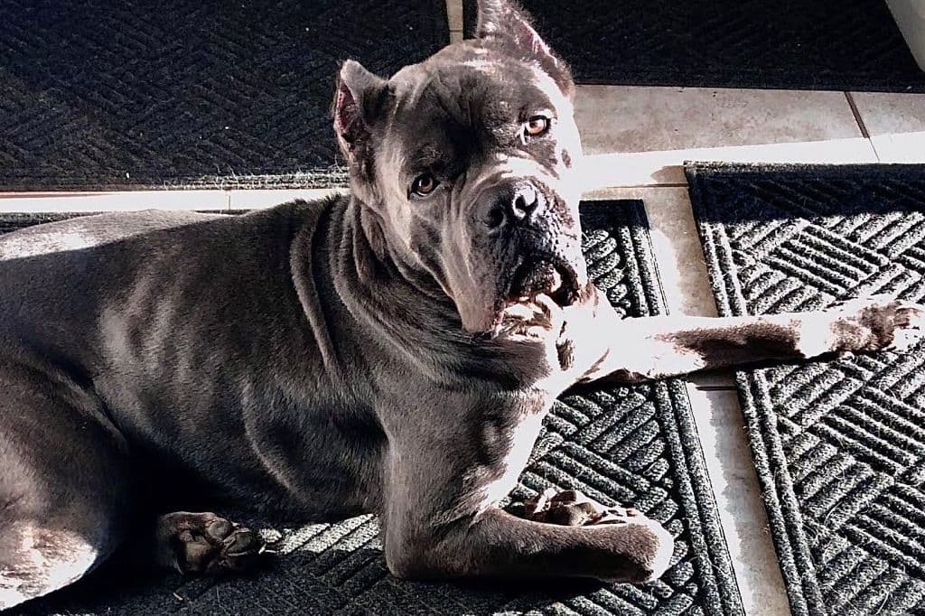 2 Year Old Male Cane Corso Obedience Trained breeder image 43