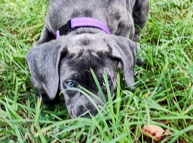 2 Year Old Male Cane Corso Obedience Trained media 5