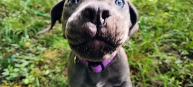 2 Year Old Male Cane Corso Obedience Trained media 6