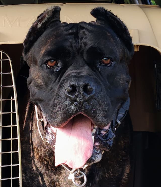 2 Year Old Male Cane Corso Obedience Trained media 7