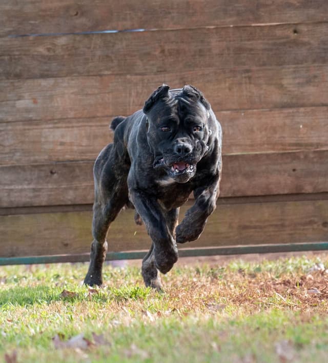 2 Year Old Male Cane Corso Obedience Trained media 8