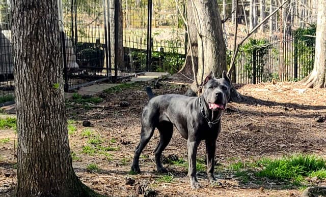 2 Year Old Male Cane Corso Obedience Trained media 9