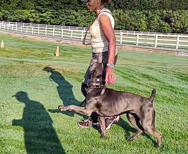 2 Year Old Male Cane Corso Obedience Trained media 10