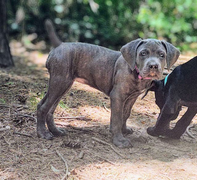 2 Year Old Male Cane Corso Obedience Trained media 2