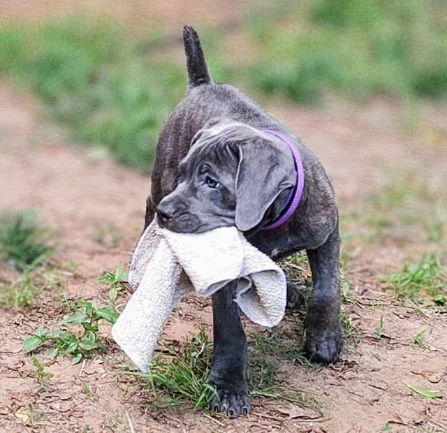 2 Year Old Male Cane Corso Obedience Trained media 3
