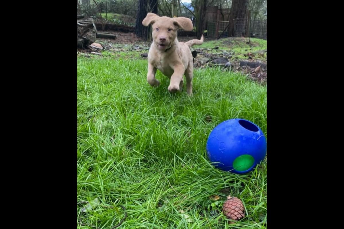 Chesapeake Bay Retriever Puppies breeder image 1