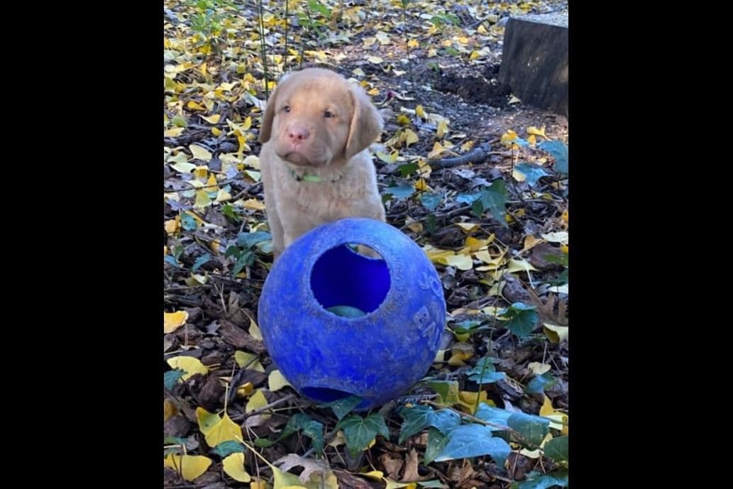 Chesapeake Bay Retriever Puppies breeder image 2