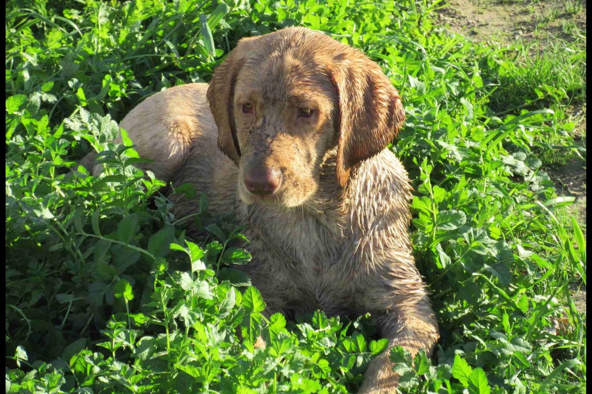 Chesapeake Bay Retriever Puppies breeder image 4