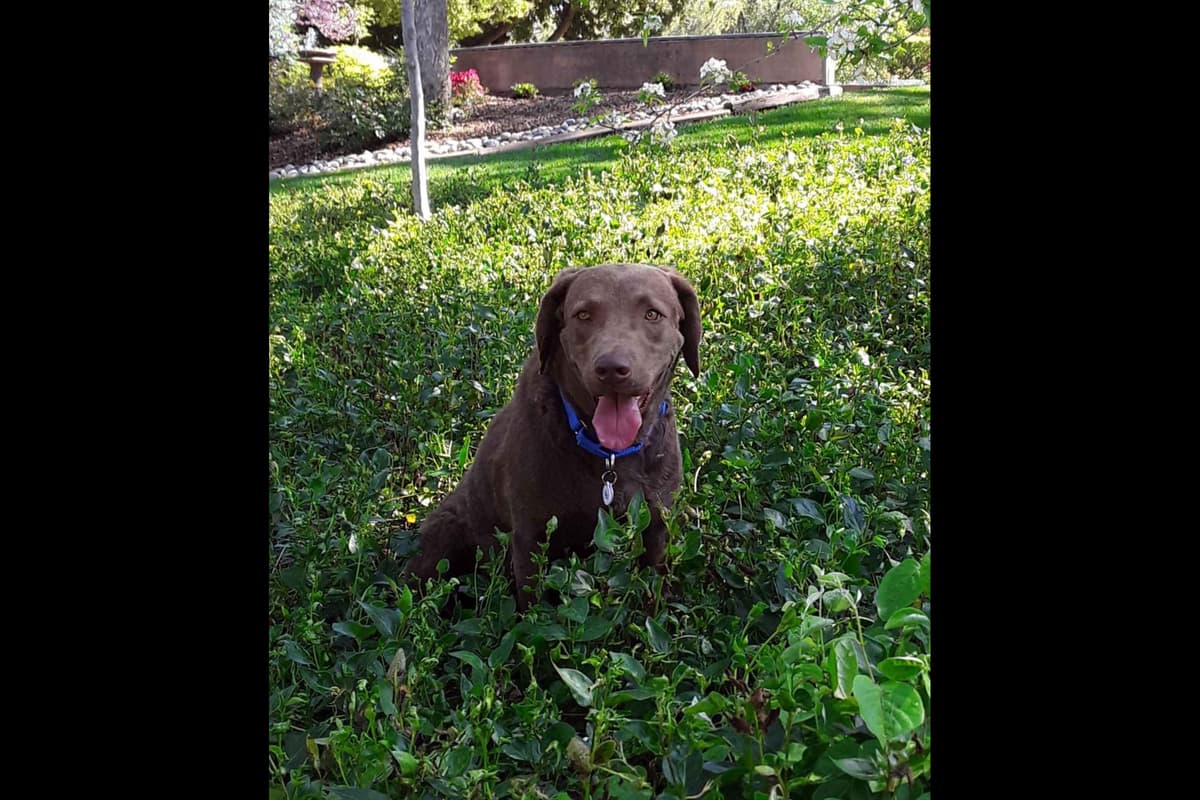 Chesapeake Bay Retriever Puppies breeder image 5