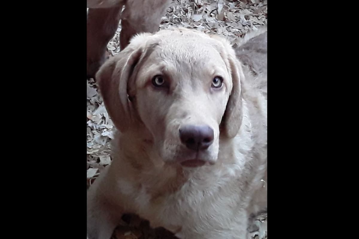 Chesapeake Bay Retriever Puppies breeder image 6