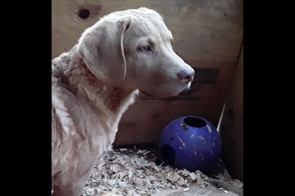 Chesapeake Bay Retriever Puppies breeder image 7