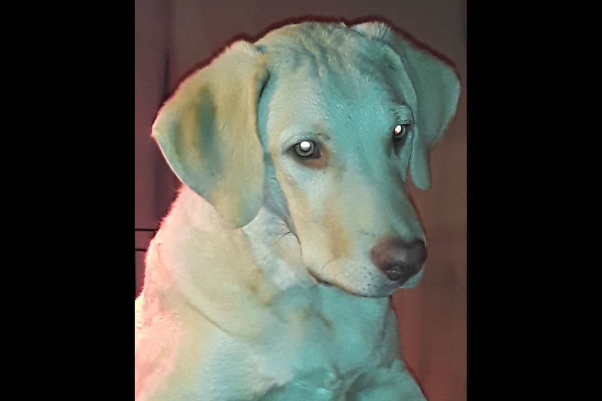 Chesapeake Bay Retriever Puppies breeder image 8