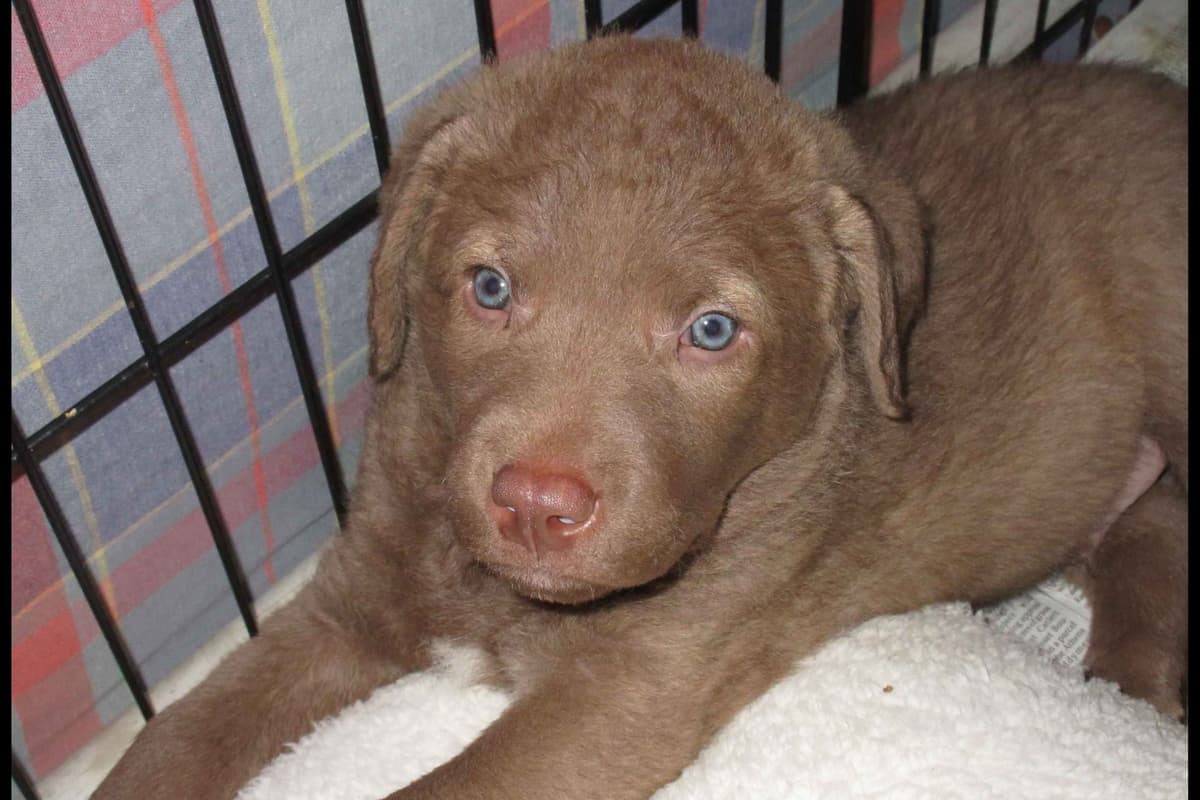Chesapeake Bay Retriever Puppies breeder image 9