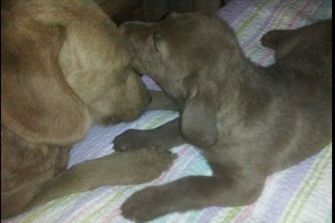 Chesapeake Bay Retriever Puppies breeder image 10