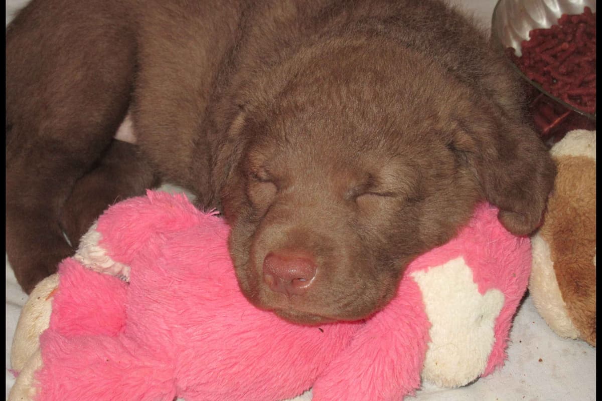 Chesapeake Bay Retriever Puppies breeder image 11